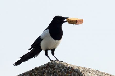 DSC_7771a.jpg, mar. 2013 DSC_7771a.jpg