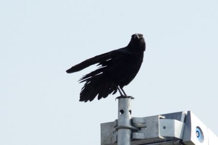 DSC_7773a.jpg, mar. 2013 DSC_7773a.jpg