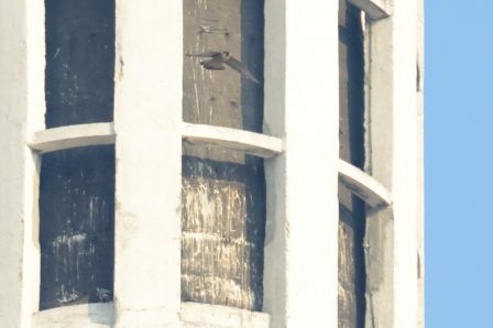 DSC_7798a.jpg, mar. 2013 DSC_7798a.jpg