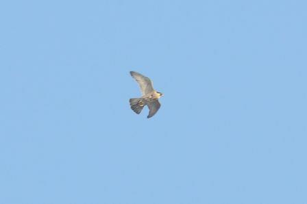 DSC_7804a.jpg, mar. 2013 DSC_7804a.jpg