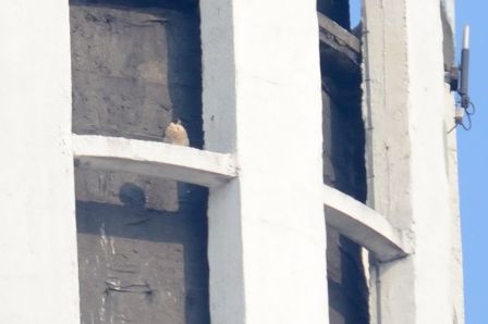 DSC_7827q.jpg, mar. 2013 DSC_7827q.jpg