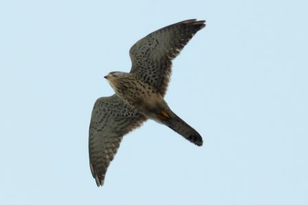 DSC_7881a.jpg, mar. 2013 DSC_7881a.jpg