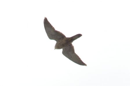 DSC_7883a.jpg, mar. 2013 DSC_7883a.jpg