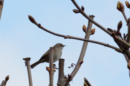 DSC_7898a.jpg, mar. 2013 DSC_7898a.jpg