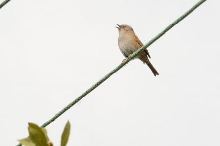 DSC_7907a.jpg, mar. 2013 DSC_7907a.jpg