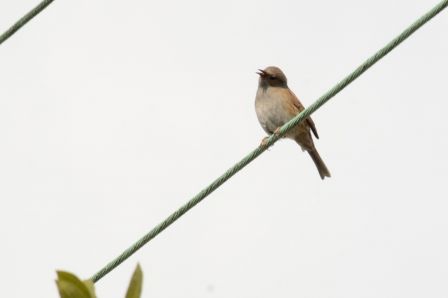 DSC_7908a.jpg, mar. 2013 DSC_7908a.jpg