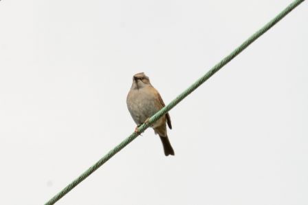 DSC_7910a.jpg, mar. 2013 DSC_7910a.jpg