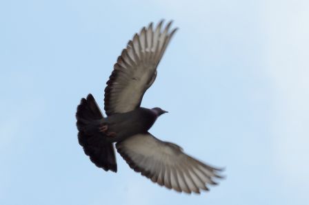 DSC_7914a.jpg, mar. 2013 DSC_7914a.jpg