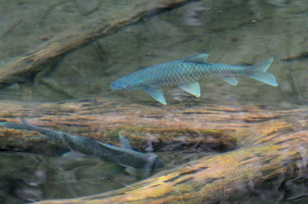 DSF_2323.jpg, fév. 2014 DSF_2323.jpg