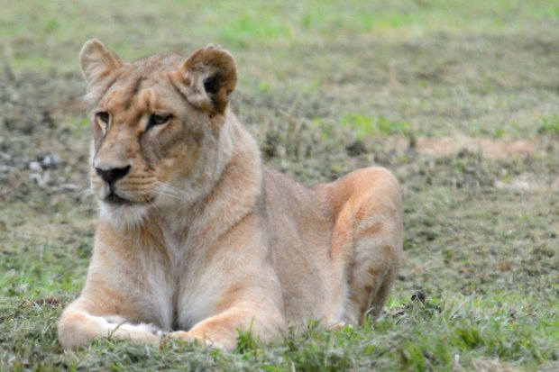 Lion de l'Angola