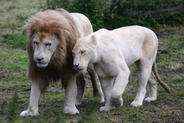 Lion blanc du Kruger