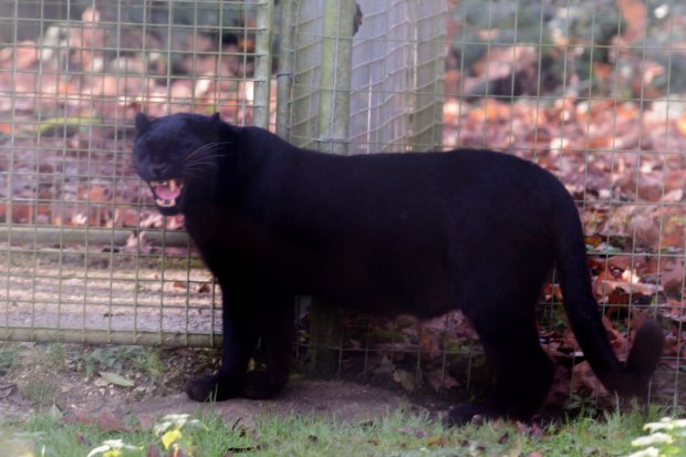 Panthère noire
