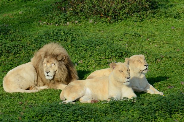 Lion du Kruger