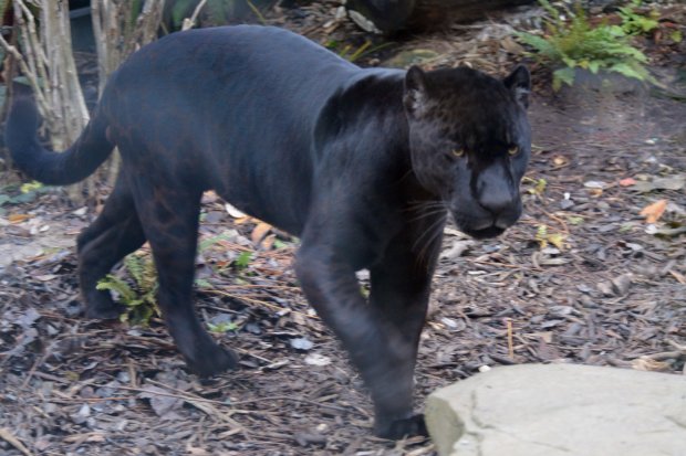 Jaguar mâle _ Aramis