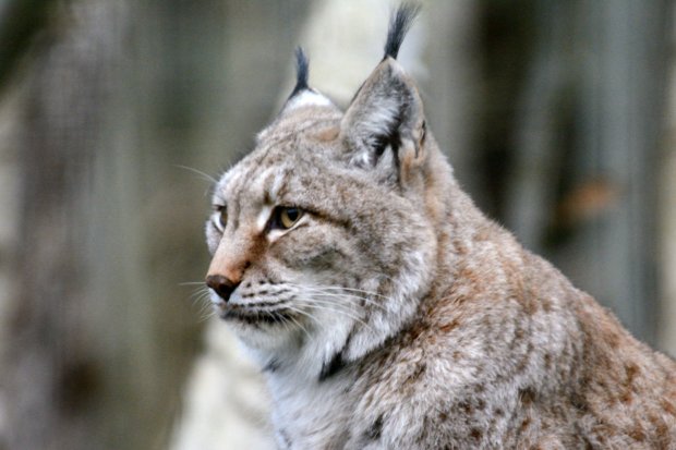 Lynx de Sibérie