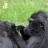 Macaque à crête noire
