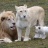 Lion blanc du Kruger