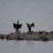 Grands cormorans & Vanneaux huppés