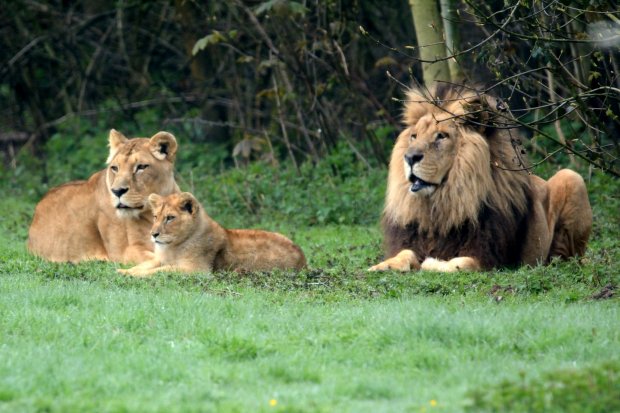 Lions d'Afrique de l'ouest