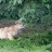 Bagani - Lionceau d'Angola