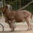 Mouflon à Manchette
