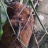 Agame Arlequin - Calotes versicolor - Oriental garden lizard