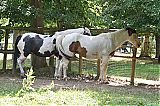 Nom du fichier=DSG_0974.JPG
Taille du fichier=646Ko
Dimensions : 2048x1365
Ajouté le : 24 Juin 2017 DSG_0974.JPG