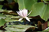 Nom du fichier=DSG_0978.JPG
Taille du fichier=318Ko
Dimensions : 2048x1365
Ajouté le : 24 Juin 2017 DSG_0978.JPG