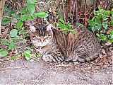 Nom du fichier=2015-07-25_15_22_07a.JPG
Taille du fichier=697Ko
Dimensions : 2048x1536
Ajouté le : 25 Juillet 2015 2015-07-25_15_22_07a.JPG