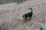 Nom du fichier=DSD_9231.JPG
Taille du fichier=592Ko
Dimensions : 2048x1356
Ajouté le : 08 Août 2014 DSD_9231.JPG