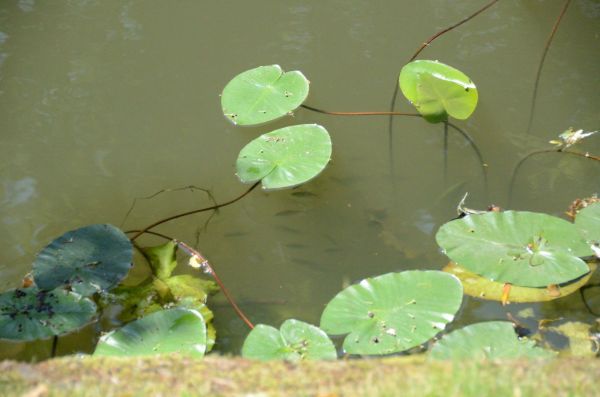 Cliquer pour voir l'image en taille réelle