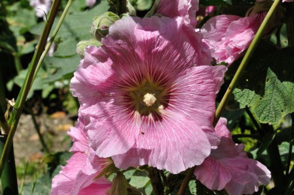 Cliquer pour voir l'image en taille réelle