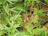 Nom du fichier=DSCN2989a.JPG
Taille du fichier=444Ko
Dimensions : 1920x1440
Ajouté le : 27 Mai 2018 DSCN2989a.JPG
