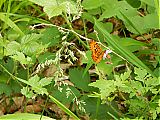 Nom du fichier=DSCN2991a.JPG
Taille du fichier=388Ko
Dimensions : 1920x1440
Ajouté le : 27 Mai 2018 DSCN2991a.JPG