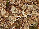 Nom du fichier=DSCN3012a.JPG
Taille du fichier=525Ko
Dimensions : 1920x1440
Ajouté le : 27 Mai 2018 DSCN3012a.JPG