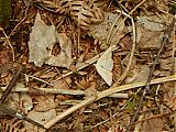 Nom du fichier=DSCN3013a.JPG
Taille du fichier=476Ko
Dimensions : 1920x1440
Ajouté le : 27 Mai 2018 DSCN3013a.JPG