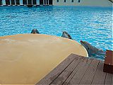 Nom du fichier=DSCN1882.JPG
Taille du fichier=504Ko
Dimensions : 2048x1536
Ajouté le : 09 Octobre 2017 DSCN1882.JPG