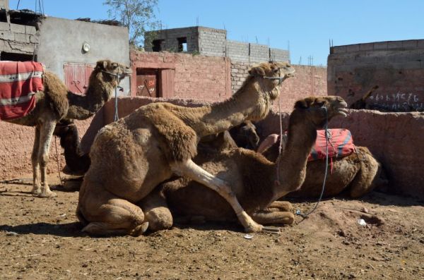 Cliquer pour voir l'image en taille réelle