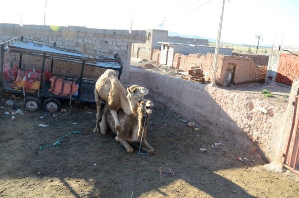 Cliquer pour voir l'image en taille réelle