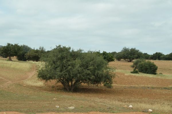 Cliquer pour voir l'image en taille réelle