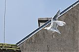 Nom du fichier=DSG_8404.JPG
Taille du fichier=392Ko
Dimensions : 2051x1367
Ajouté le : 18 Mars 2018 DSG_8404.JPG