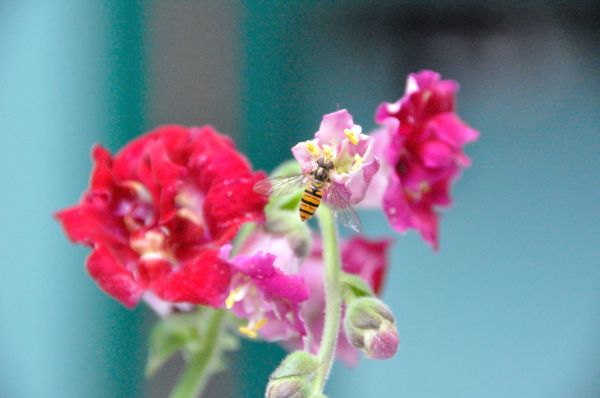 Cliquer pour voir l'image en taille réelle