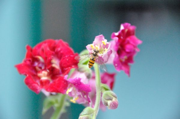 Cliquer pour voir l'image en taille réelle