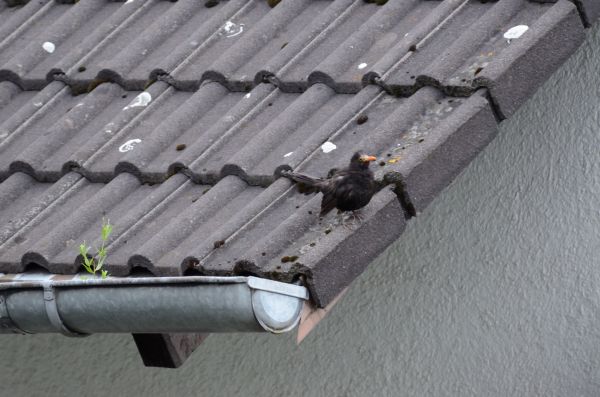 Pulsa para ver la imagen a tamaño completo