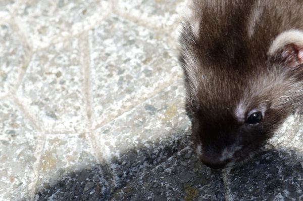 Cliquer pour voir l'image en taille réelle