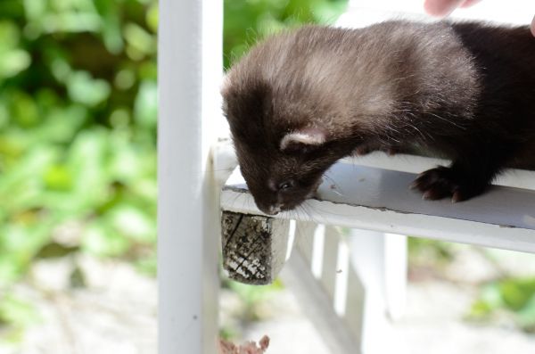 Cliquer pour voir l'image en taille réelle