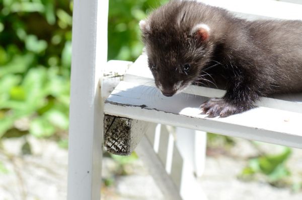 Cliquer pour voir l'image en taille réelle