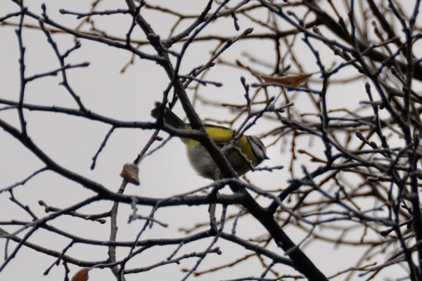 Klik op de foto om originele grootte te bekijken