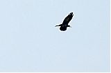 Nom du fichier=DSF_1786.jpg
Taille du fichier=215Ko
Dimensions : 1241x827
Ajouté le : 15 Septembre 2014 DSF_1786.jpg