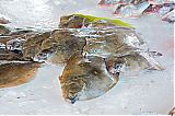 Bestandsnaam=DSF_2263.JPG
Bestandsgrootte=477KiB
Afmetingen = 2048x1365
Datum toegevoegd = 04 okt 2014 DSF_2263.JPG